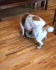 Looking for a crate bed that lasts a lifetime? What about a 120-Day Chew Proof Promise!? The Tough Orthopedic Dog Crate Bed is super durable, all while keeping giant pups from sinking through to the floor! 🙌 It's a USA made mattress with an EXTREMELY important feature: It's almost completely Dog-Proof! ► Chew Resistant ► Scratch Proof ► Dig Proof ► Water Proof ► Super Easy to Clean! And we back up all these claims with a 120 Day Chew Proof Promise. Come learn more about our warranty today! | K9