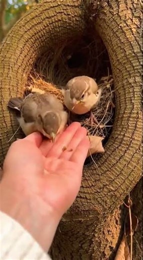 Baby Sparrows Hand-Feeding #BabyBirds #Sparrows #CuteAnimals #NatureLove