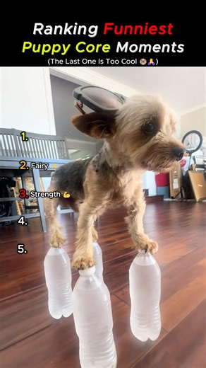 Top Puppy Core Moments Ranked from Cute to Absolutely Hilarious #shorts #viralvideo #funny
