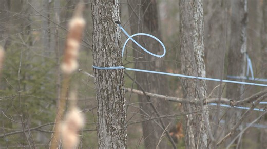 Why maple syrup farmers are stuck with less syrup this season