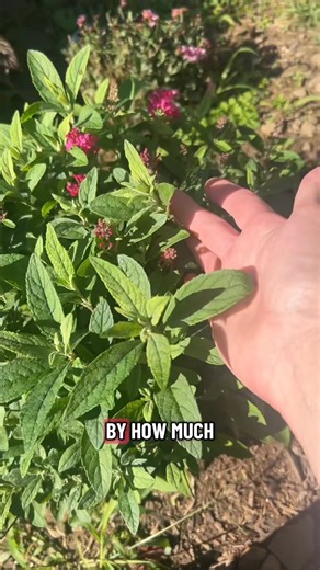 2.2K views · 34 reactions | Lil Rasberry butterfly bush is a cultivar, non invasive, dwarf bush #garden #butterfly #gardening #growplants #gardeninspiration | Need This Message | Facebook