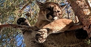 Without guests, San Diego Zoo Safari Park sees more mountain lions
