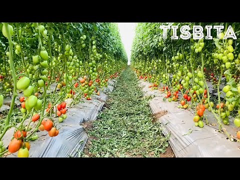 CULTIVO DE JITOMATE TOMATE SIEMBRA PRODUCCIÓN COSECHA EMPAQUE Y DISTRIBUCIÓN DEL JITOMATE #4