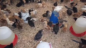 1.4K views · 19 reactions | HOW TO ACHIEVE 100% HATCH RATE. (Very...