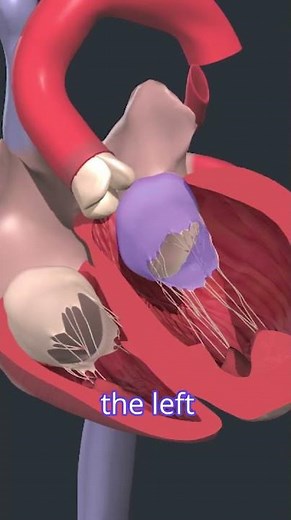 Circulation of the Heart: A Vital System in Motion