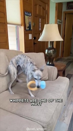 50K views · 2.4K reactions | Whippet  A Great Choice For First-Time Dog Owners #whippet #whippetlove #whippetlife #whippetpuppy #whippetstyle #whippetworld #whippetgram #whippetlovers #whippetpuppies #whippetsofinstagram #whippets | 1 Minute Animals | Facebook