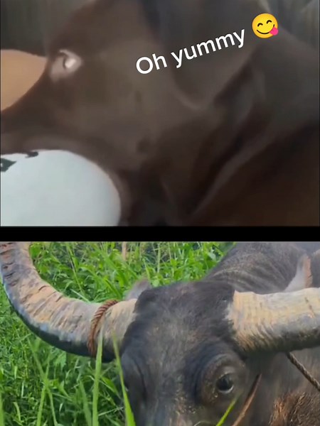 Doggy wants to eat Booby 😅😂🤣 #dog #animals #clips