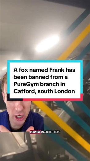 A fox named Frank has been banned from a PureGym branch in Catford, south London, after staff say he attempted to use a treadmill during late evening opening hours. According to gym employees, the animal entered the building unnoticed, wandered through the cardio area, and was seen hopping onto an unattended treadmill before being escorted out without injury. Locals believe the ban was issued on safety grounds and suggested that while the gym welcomes all members of the local community, this doe