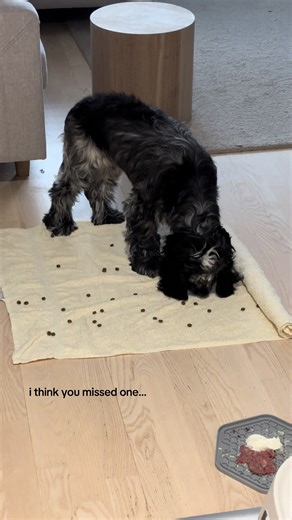 Funny Cocker Spaniel Moments: Cleaning Up After Fun