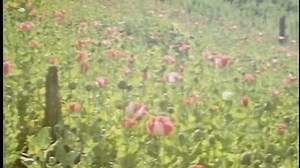 Ölüm Kusan Silah (Final Run) 1989