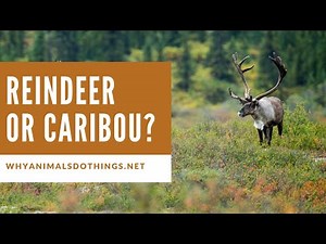 Reindeer vs. Caribou: What’s the Real Difference?