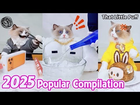 🏆Top 70 Viral Moments of 2️⃣0️⃣2️⃣5️⃣ | That Little Puff