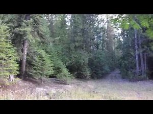 Howling with Washington Wolves in Colville National Forest
