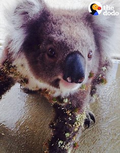 The koala got groomed and then had a snack. | The Dodo