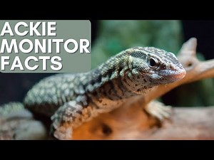 Ackie Monitor Facts you might not know!