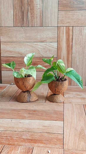 16K views · 424 reactions | Coconut Shell Planters: A Sustainable and Stylish Way to Display Your Plants #diyplanter #coconutshell | Flower lovers | Facebook
