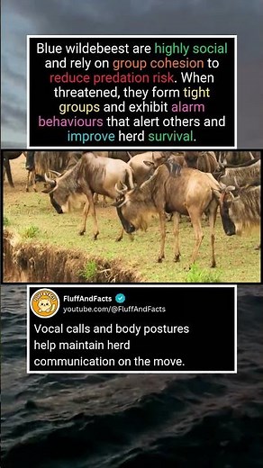 Wildebeest Behaviour Explained