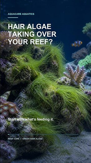 How to Deal With Hair Algae in a Reef Tank | Causes & Solutions #reefaquarium #reeftank