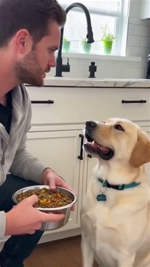 Funny Parody of Hondo the Labrador Retriever