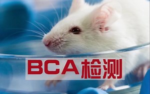实验方法教学：BCA检测