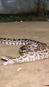 26K views · 75 reactions | Indian rock python Rescue Part 2 | Mobarak Snake Saver | Facebook