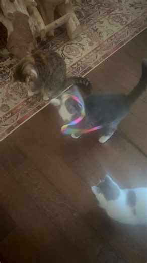 play time with my kitty’s today ✨🫠 | Exotic Kitten Cattery