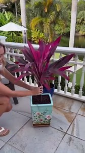 Artificial Tropical Plant UV Resistant Large Faux Plants Outdoor Fake Boston Ferns Potted Plants Realistic Agave Plastic Hostas Greenery Patio Outside Shrubs Flower Grass Front Porch Decor (2, Purple)
