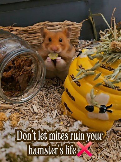 Essential Tips for Hamster Care and Health