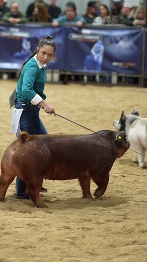 Glamorous Pig Show Girl at AZ National Livestock Show