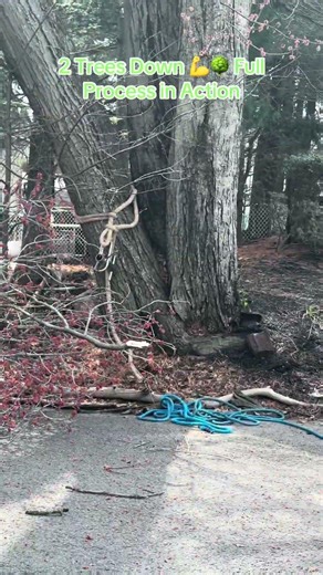 2 Tree Removal Process in Edison NJ | Professional Tree Service & Heavy Equipment