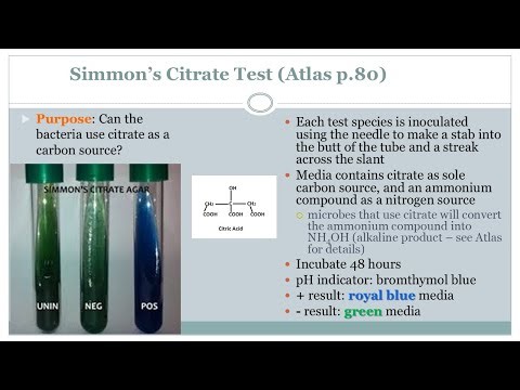 Simmon's Citrate Test - Microbiology Class - Podcast (CC)