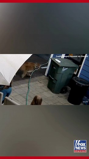 CLOSE CALL: Watch the scary moment a wild cougar runs into a family's yard in Washington state, chasing their small pets. Thankfully, no one was harmed. | Fox News