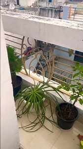 Beautiful morning view of terrace garden#🌸