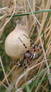 98K views · 402 reactions | 朗One of our Great Fen reserves officers...