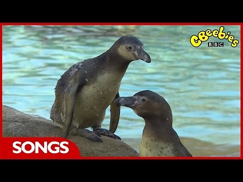 CBeebies Songs | Penguin Song | The Let's Go Club