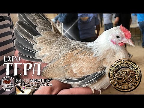 Price of Aztec cockfighting roosters at Expo Tepa