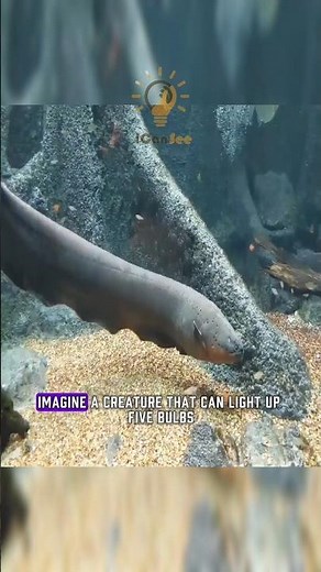 This Fish Can Generate 600 Volts — Nature's Living Battery!