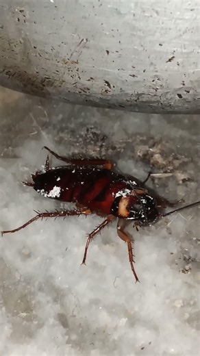 Big big cockroach#viral