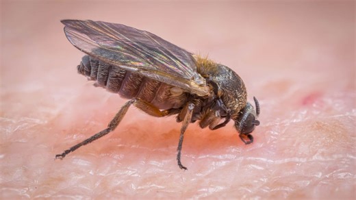 It’s blackfly season — here’s what you need to know to avoid bites