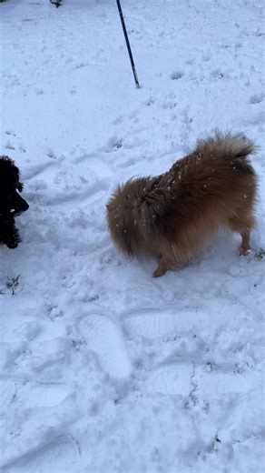 Orion:and:co (@orionandfriends3)’s videos with Can’t Touch This - New Year's Party Band