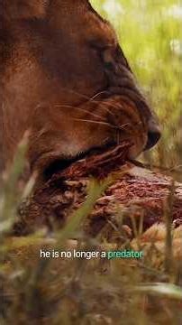 The Caged King: A Story of Lost Freedom | Short Documentary