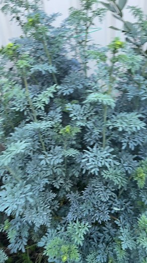 #houseplants #ethiopian_tik_tok🇪🇹🇪🇹🇪🇹🇪🇹