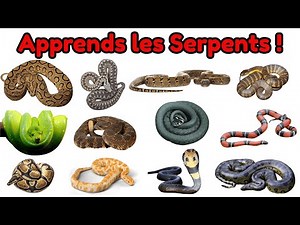 Serpents🐍du Monde🌍| Noms en Français & English Names | Vidéo éducative sur les serpents" #education