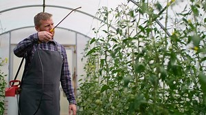 Farmer businessman, Growing tomatoes, Vegetable business, Greenhouse with tomatoes, Successful Farm Owner. Successful farmer worker spraying tomato plants in a greenhouse.