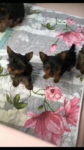 🐾 Rehoming Teacup Yorkshire Terrier Puppy – 13 Weeks Old 🐾 We have adorable 13-week-old teacup Yorkshire Terrier babies looking for a loving forever home. 💕 ✨ About the pups: • Breed: Teacup Yorkshire Terrier • Age: 13 weeks • Very playful, affectionate, and loves cuddles • Great with kids and other pets • Small in size, perfect for someone who wants a lap dog and loyal companion. We want to ensure this little babies goes to a safe, caring, and responsible home where they’ll get all the love
