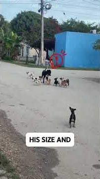The Chihuahuas United Against the Pit Bull! 😂🐶