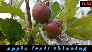 48K views · 2.6K reactions | apple fruit thinning | Himalayan Farming | Facebook