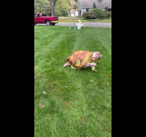 Young Turtle Enthusiast's Halloween Costume