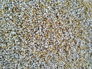 How to cook Millet Rice and Porridge in Tamil - நான்கு வகை சிறுதானிய சாப்பாடு & கஞ்சி