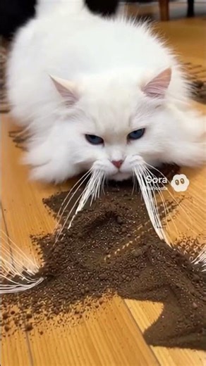 Monster Uses His Cat as a Vacuum Cleaner